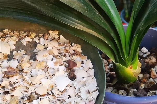 鸡蛋壳的妙用：从厨余到植物肥料