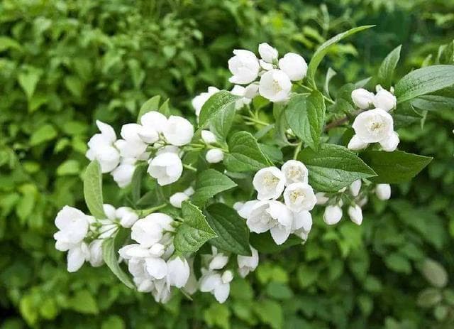 茉莉花茶——茉莉成茶的传奇