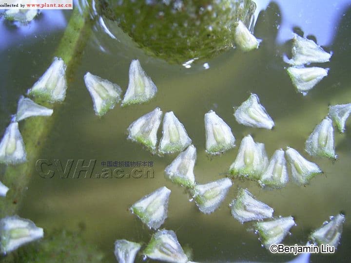 慈姑：一种常见的水生植物及其药用价值