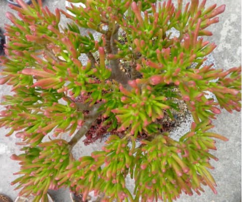 多肉植物选购小技巧