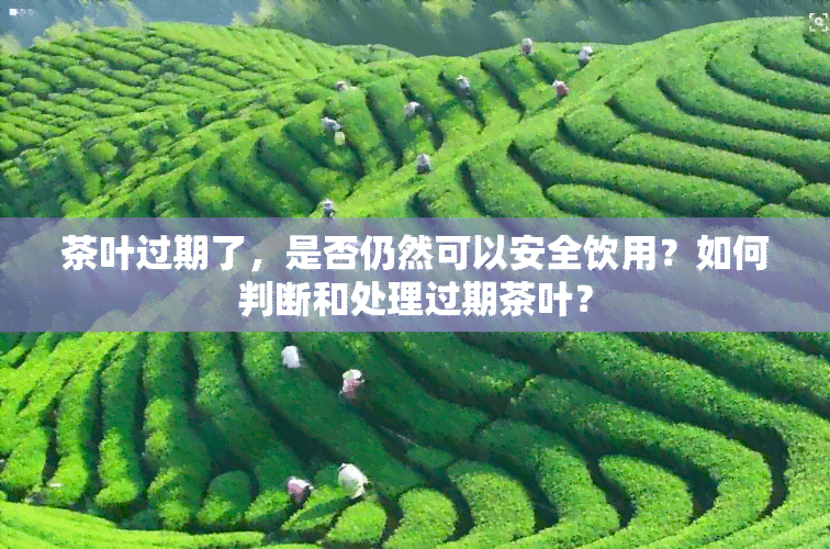 茶叶过期了，是否仍然可以安全饮用？如何判断和处理过期茶叶？