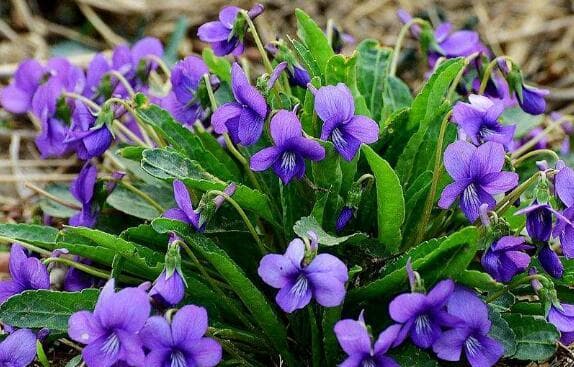 紫花地丁：从野草到经济作物，多重价值推动种植热潮
