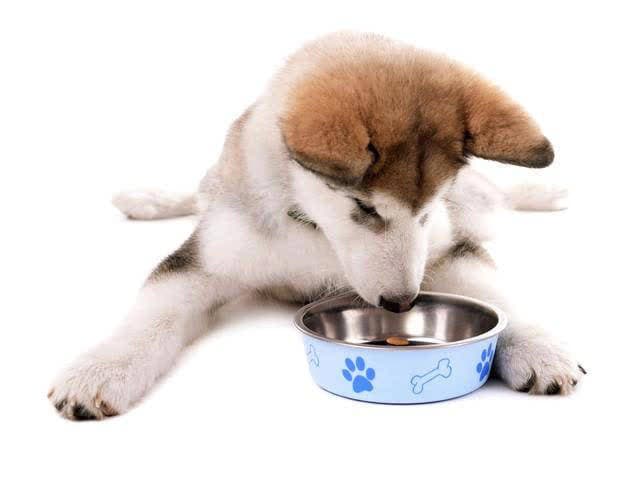 狗狗饮食安排：一天几顿是科学之选？