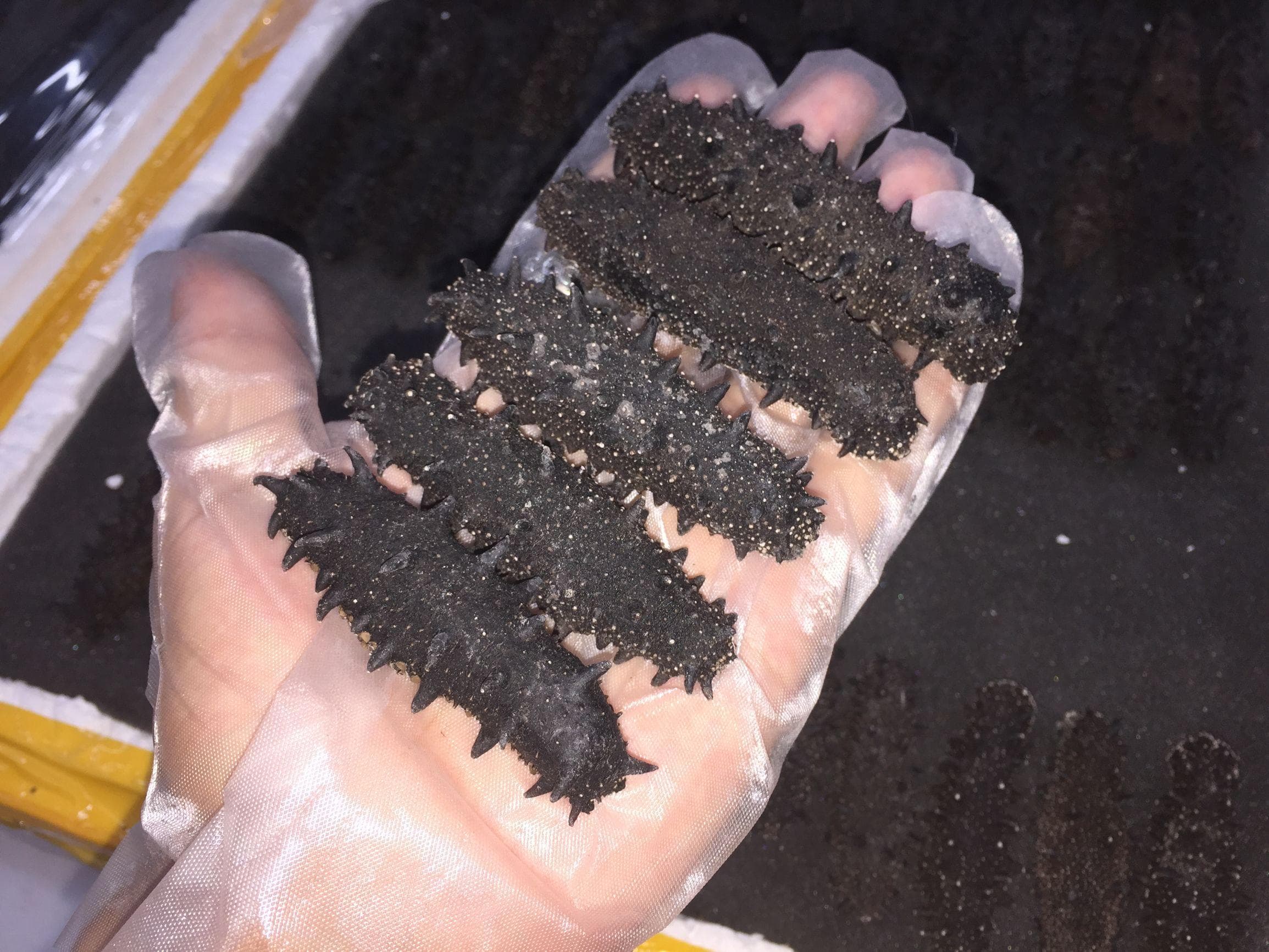 常见海参加工工艺的说明