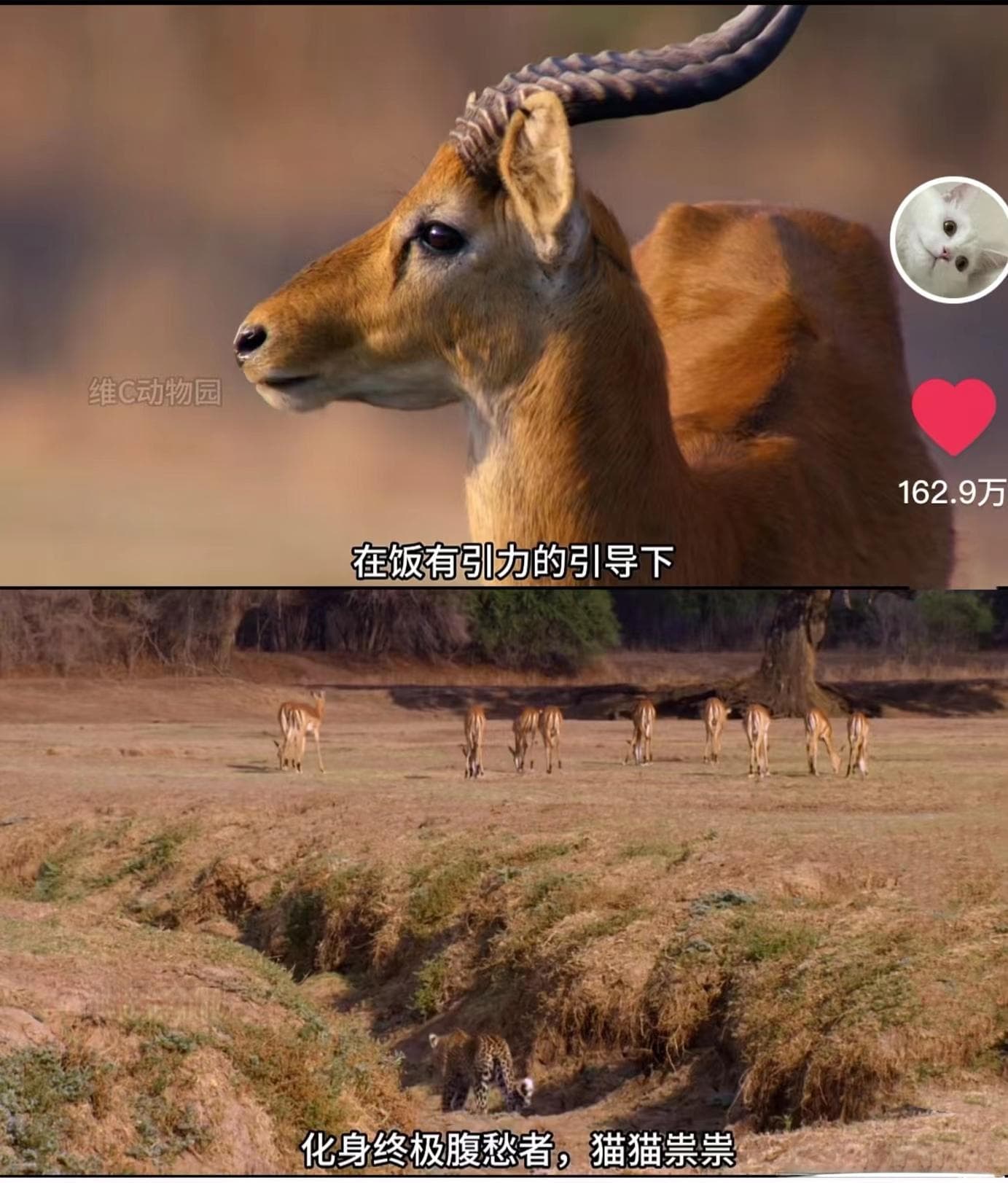 00后的“动物世界”，主打一个癫