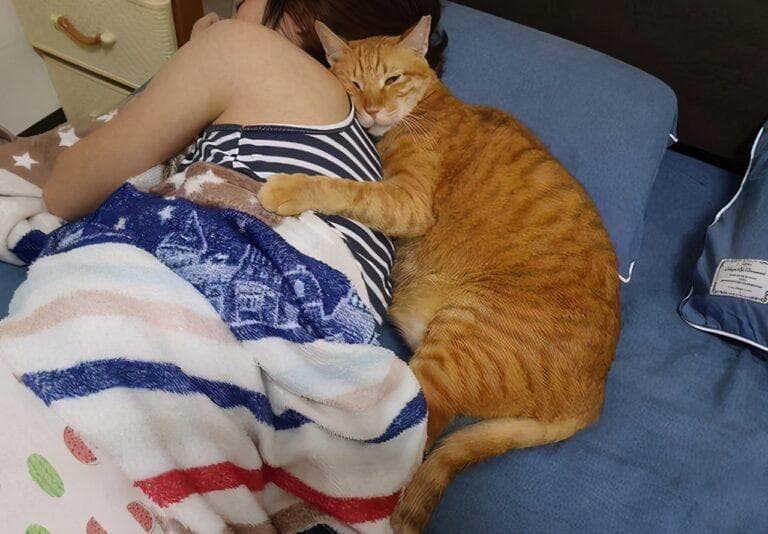和猫睡觉的好处和坏处（跟猫一起睡觉注意事项）