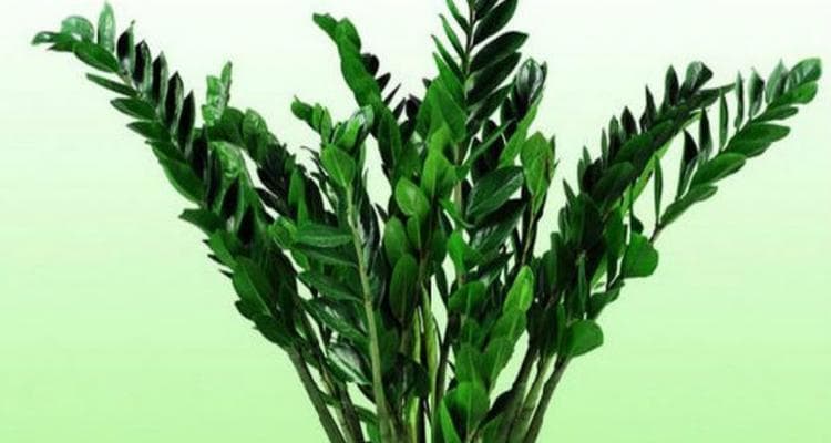 哪种植物能有效驱除白蚂蚁？使用方法是什么？