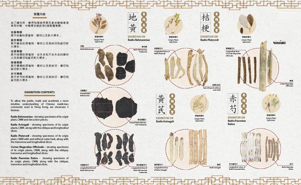 香港常用中药标本展：从原植物到饮片的全面展示