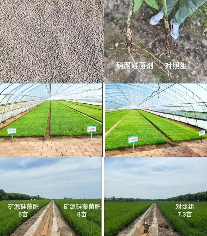 硅藻土在农业领域的应用：从生物硅肥到土壤改良