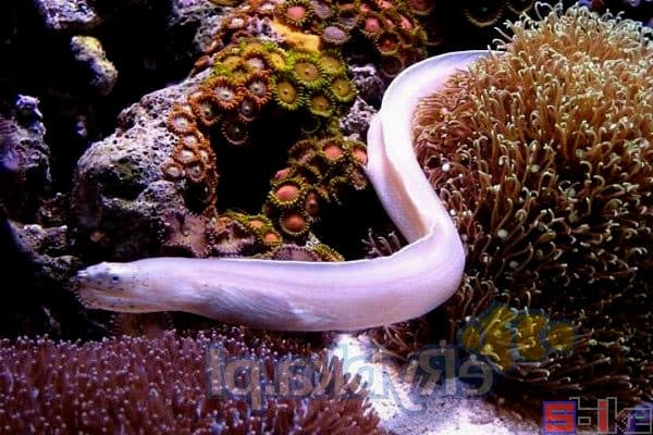 白幽灵鳗：神秘的海洋生物