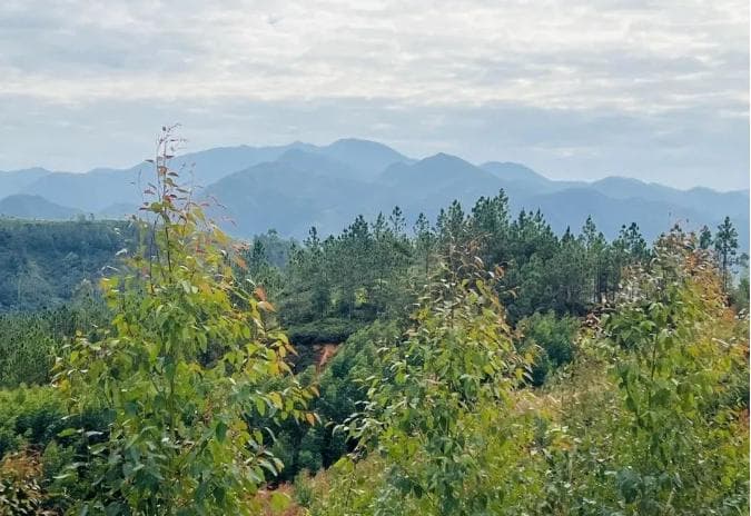 探秘种生基：原理、流程与作用的深度解析