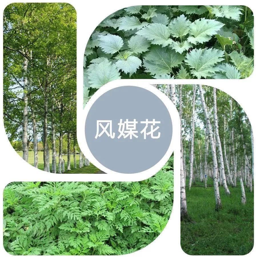 春季花粉过敏高发，这些防护措施帮孩子远离过敏困扰