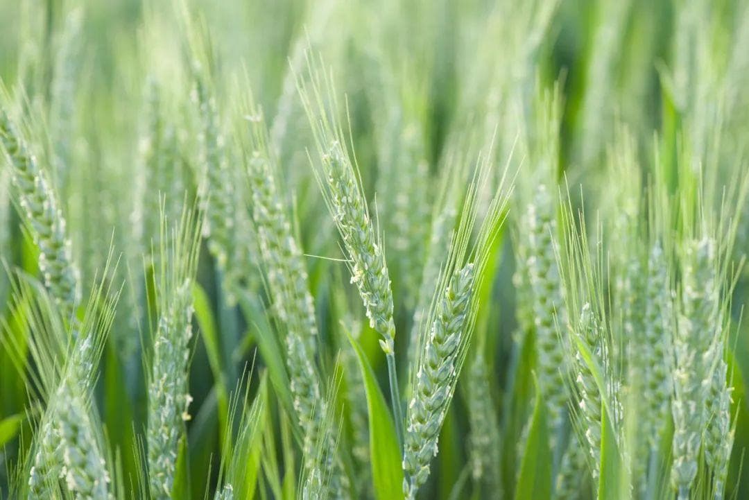 芒种：三忌，三宜，三秘诀，过好湿热最重的15天
