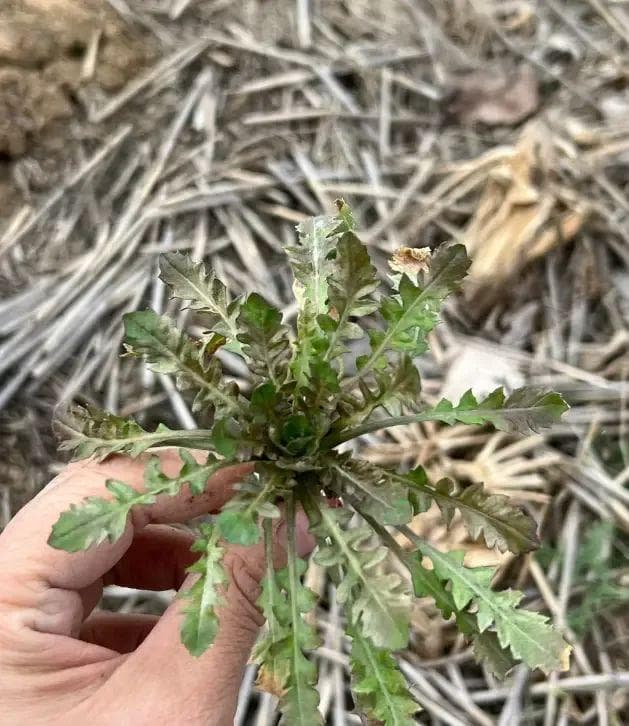 荠菜识别全攻略：从叶子到根系，教你轻松辨别野生荠菜
