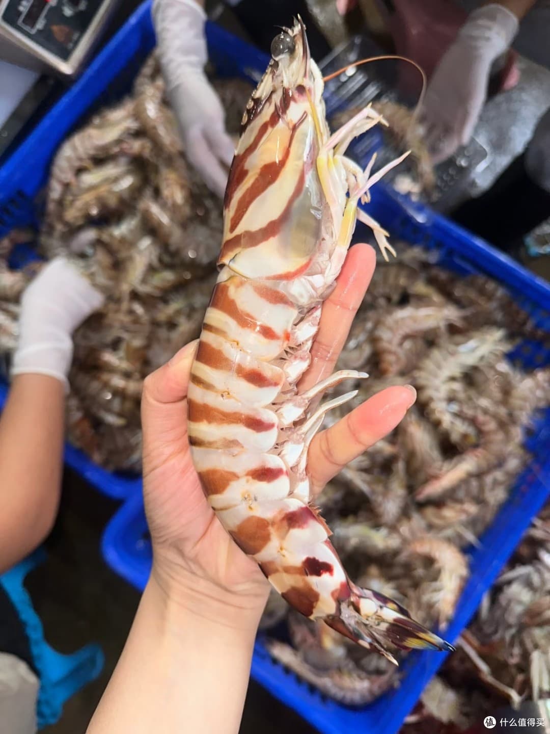 虾类挑选烹饪大揭秘，看完秒变吃虾行家！