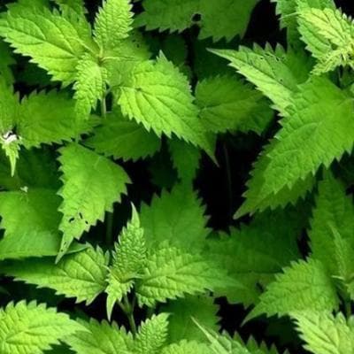 冬凌草：一种具有重要药用价值的植物