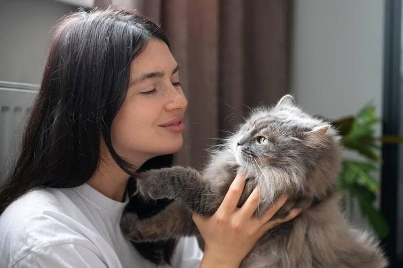 金吉拉波斯猫寿命可达17年，16条养护秘诀助其健康长寿