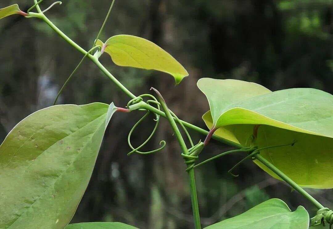 农村带刺植物金刚藤：儿时摘果实吃，根煲汤，价值多很多人不知道
