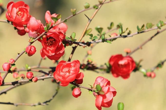 川芎图片大全：探秘这美丽花卉的世界