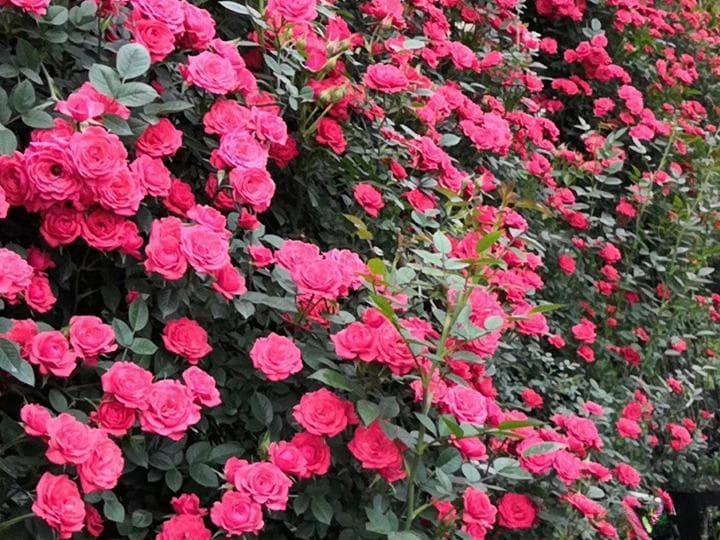 月季一年四季都开花吗？关键因素与养护要点全解析
