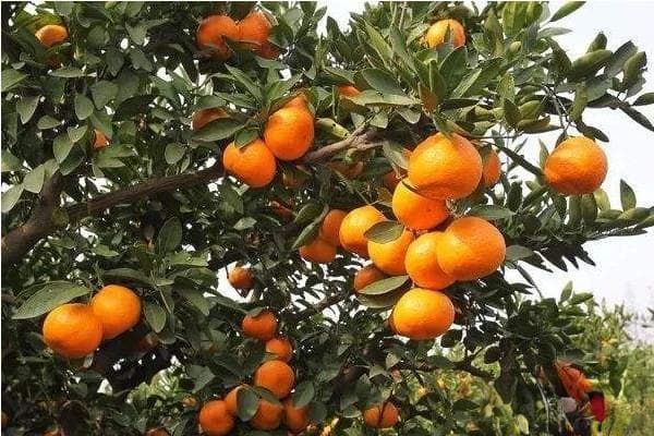 桔子成熟的季节是几月？十大品种详解