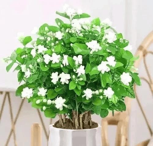 茉莉花怎么扦插才能生根？终于有人说明白了！（附茉莉花的养殖方法和注意事项）