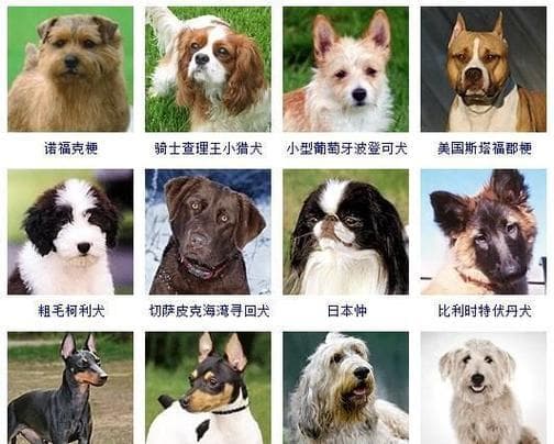给小母狗起名名什么名字好呢