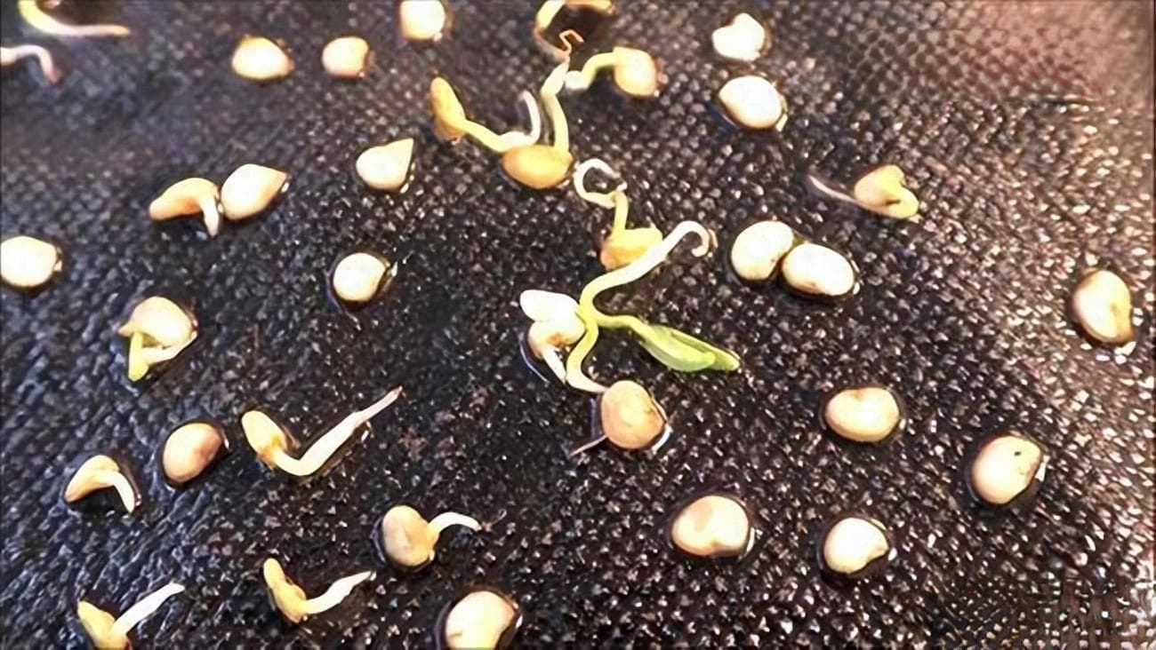 辣椒种子催芽的注意事项