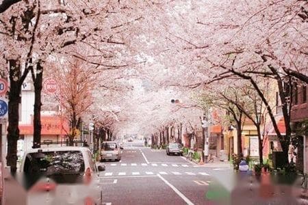 樱花的功效与作用：从药用到护肤的全方位解析