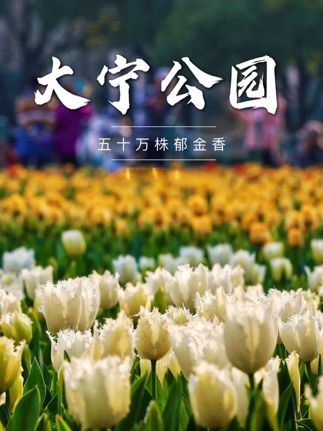 惊艳、震撼！大宁公园50万株郁金香，“郁”你邂逅！