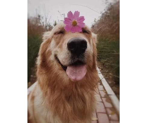 狂犬病有什么表现，如何预防？