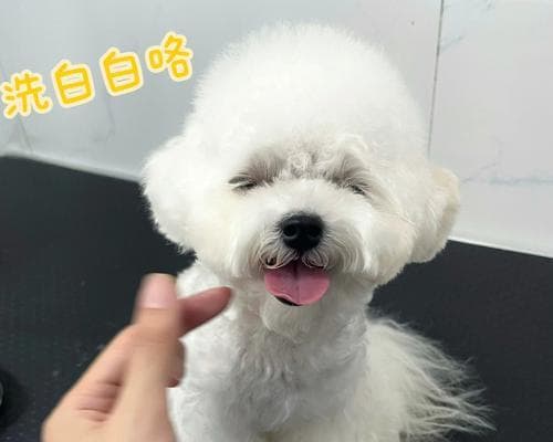 比熊犬洗澡全攻略：注意事项与洗澡频率指南