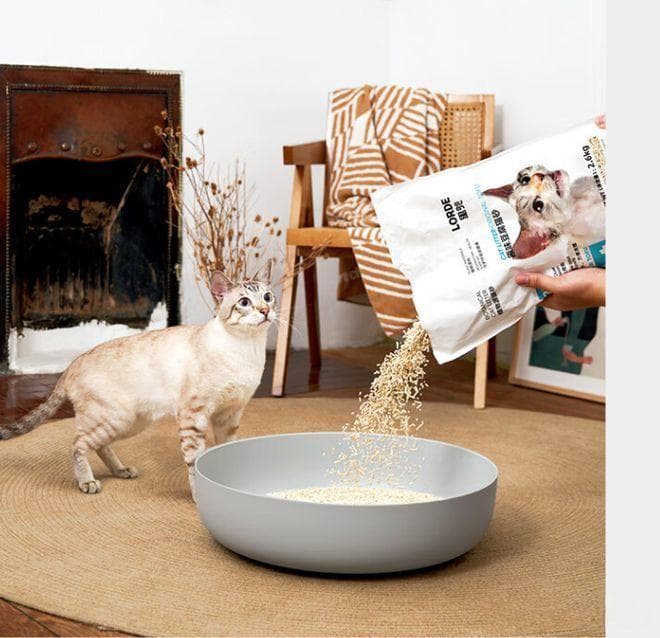 如何选购猫砂？4个要点记住！