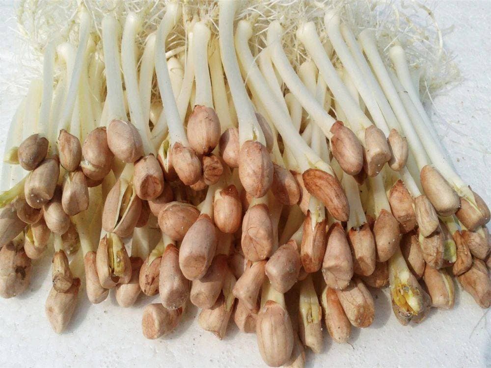 土豆发芽了能吃吗？不能！不过这些食物发芽后营养价值翻倍……