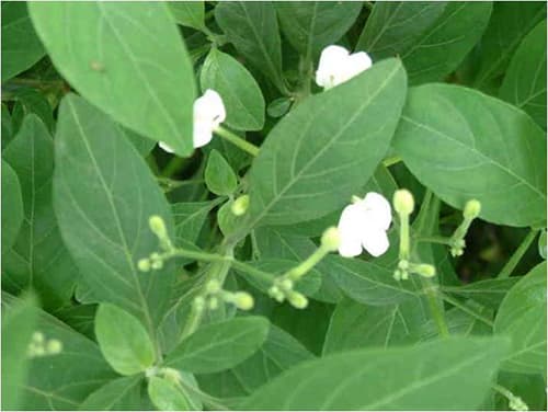 白鹤灵芝：传统中药材的现代研究