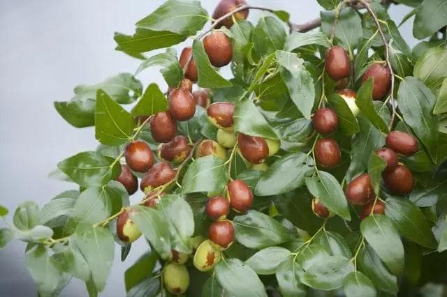 枣树种植全攻略：从发芽到结果的生长周期与关键技术