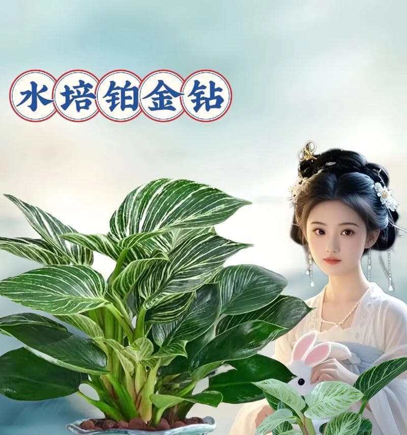 金钻水培全面指南：从入门到进阶的详细攻略