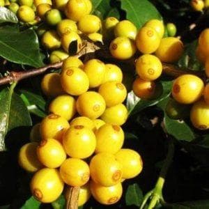 手工咖啡和机器咖啡区别在哪里？纯正手工咖啡制作过程示范