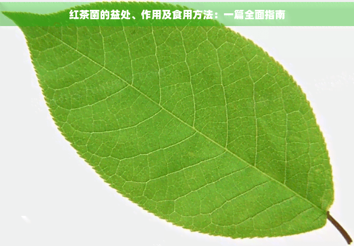 红茶菌的益处、作用及食用方法：一篇全面指南