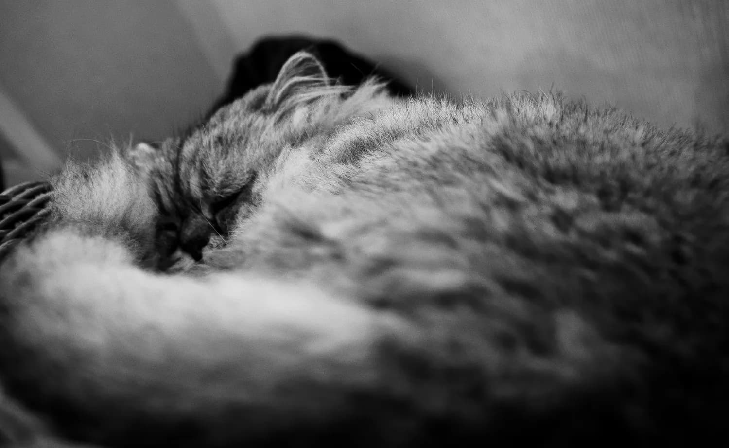 丰子恺的《猫叫一声夜未央》：你读懂了吗？
