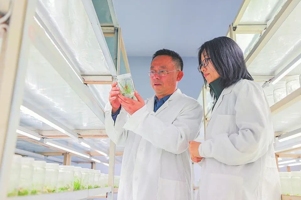 山西：解锁粮食安全的"新密码"