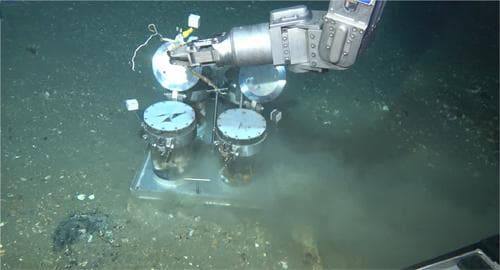 中国科学家揭示深海管虫共生新机制