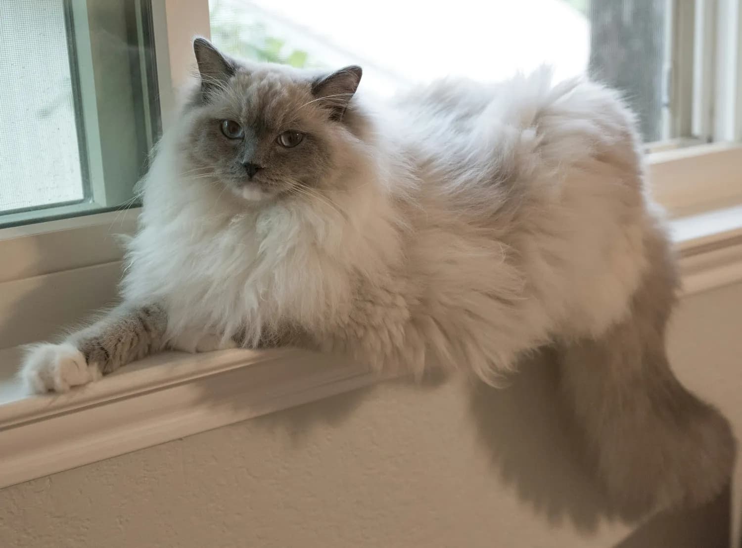 养布偶猫必备神器大揭秘！