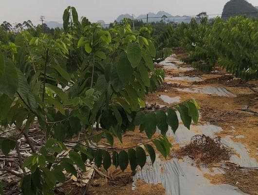 释迦果的种植和季节选择（从土壤、气候到养护，打造理想的释迦果种植环境）
