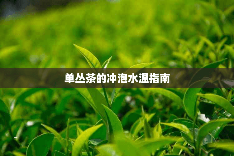 单丛茶的冲泡水温指南