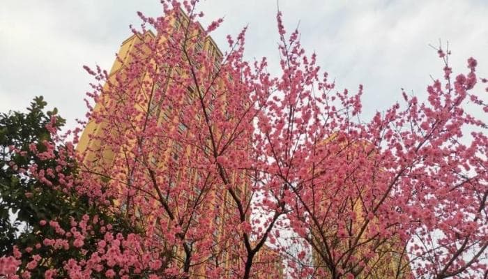 桃木的渊源与用法：从神荼郁垒到民间辟邪文化