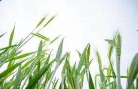 云南鱼蛋白肥：助力农业可持续发展的新型肥料
