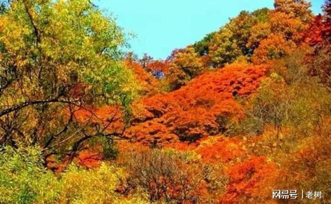 张籍的《秋山》诗意盎然，写出了古往今来文人墨客追寻的心灵秋山