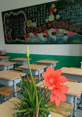 打造适合班级的植物花园（探寻适合班级种植的花卉植物，让学生感受自然之美）