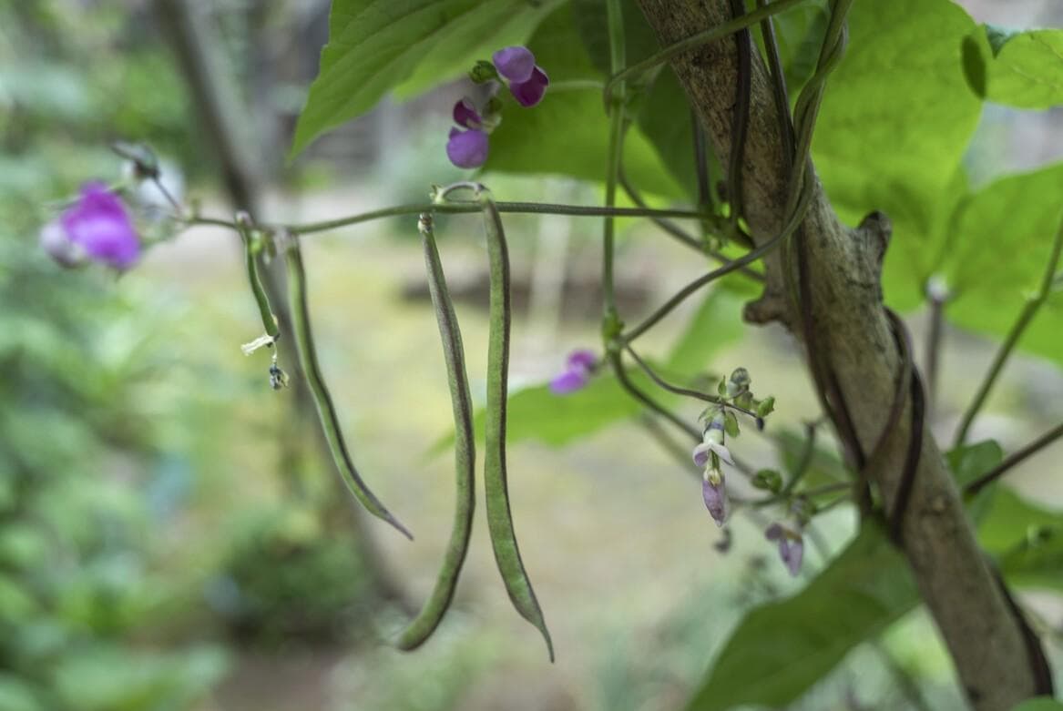 如何高产种植管理四季豆？